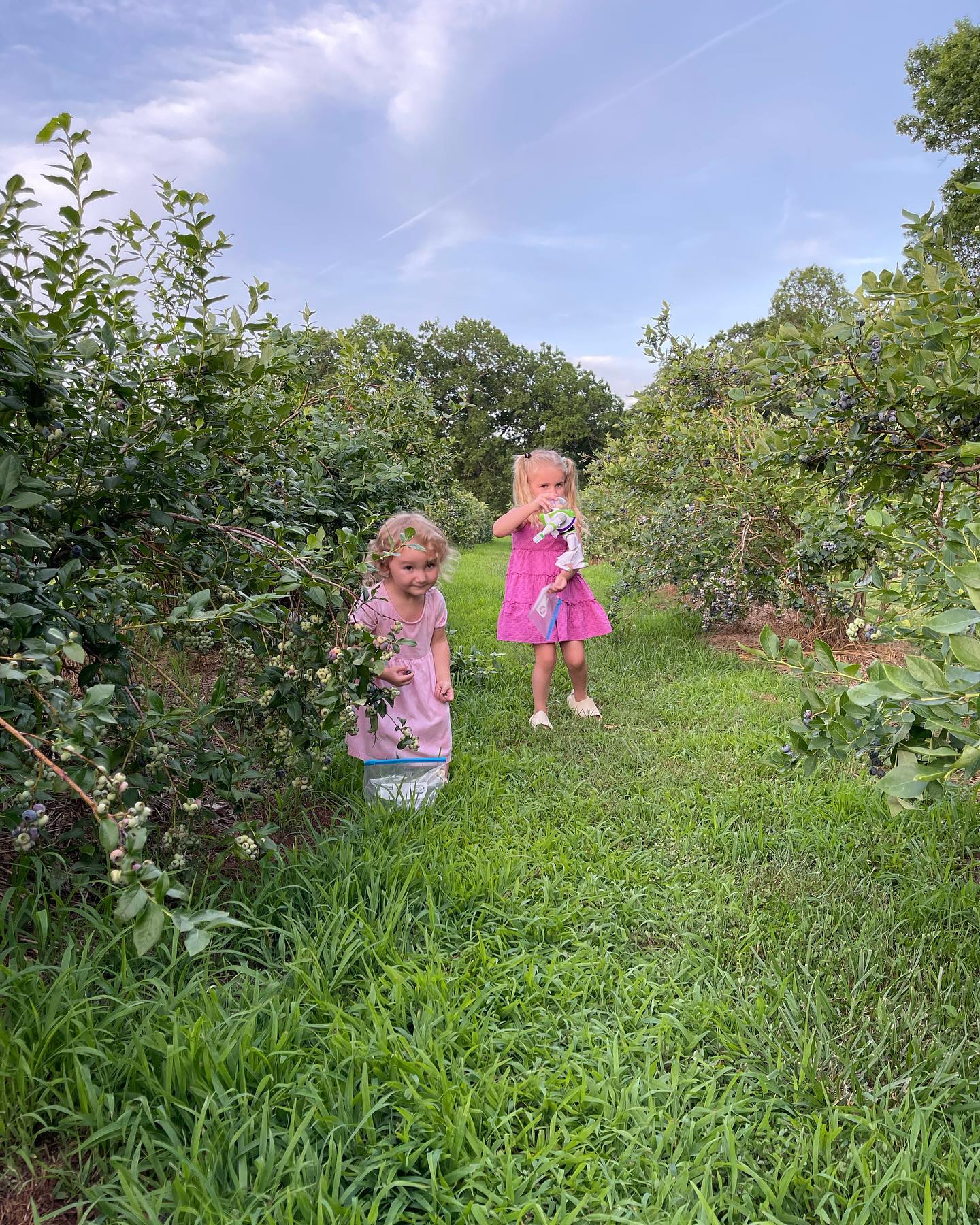 girls blue berry picking