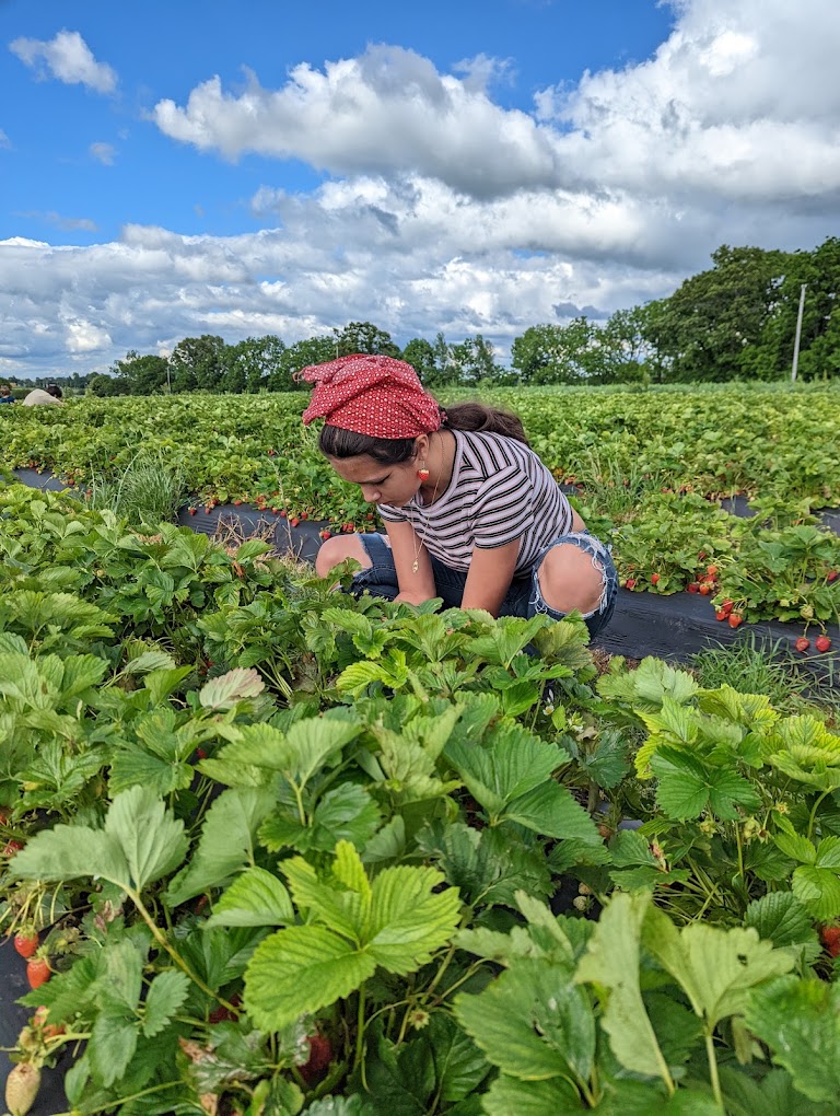 strawberry field picking