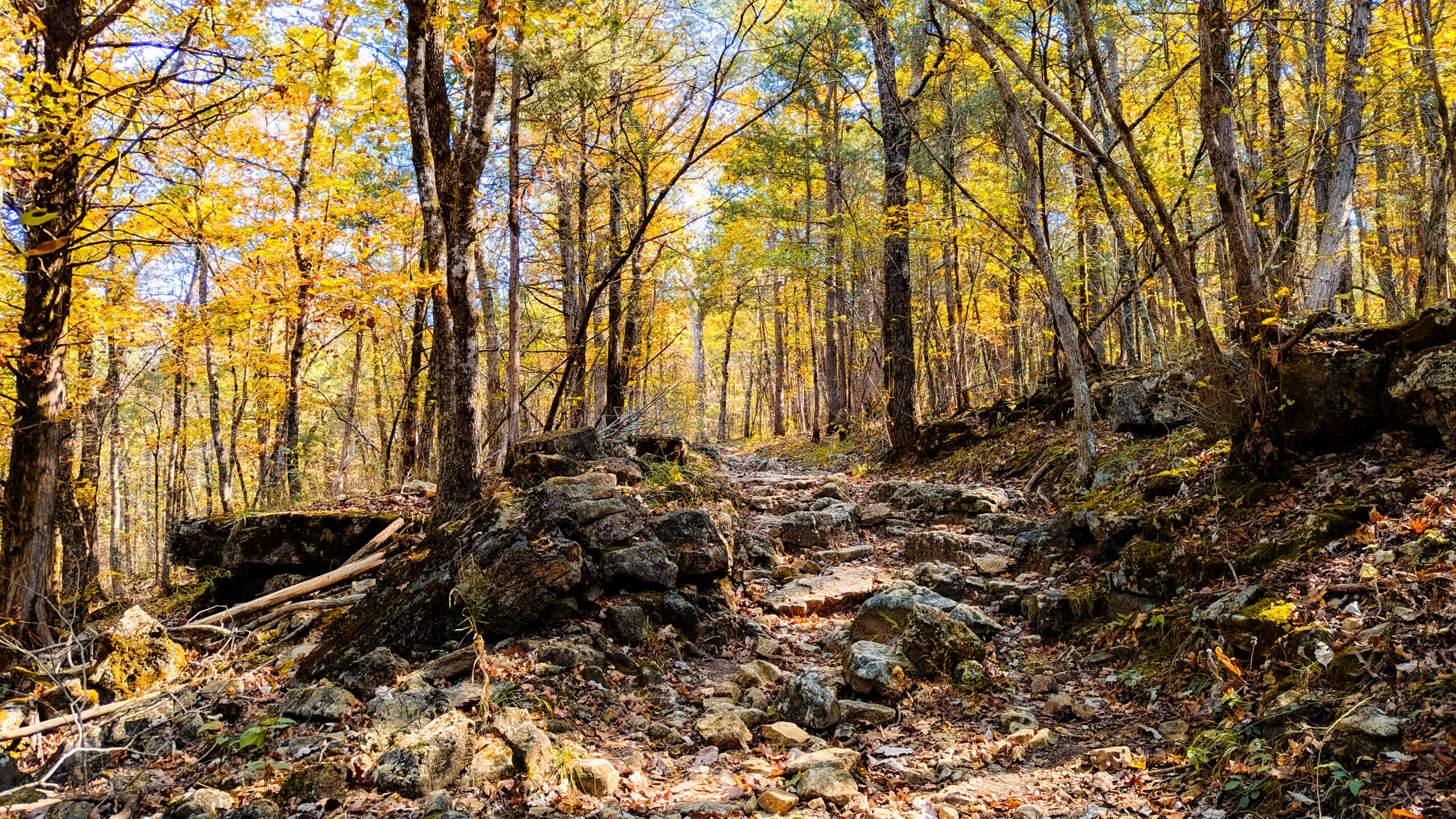 Busiek State Forest